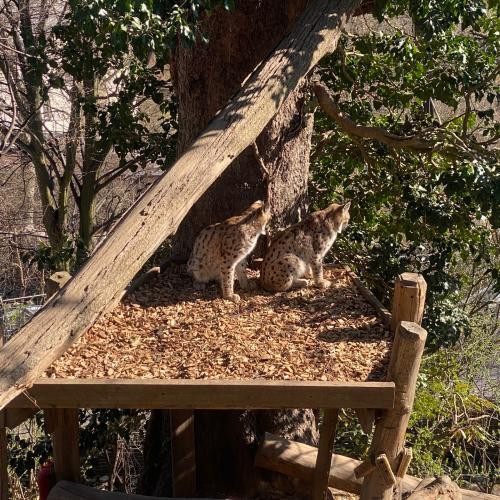Alpenzoo