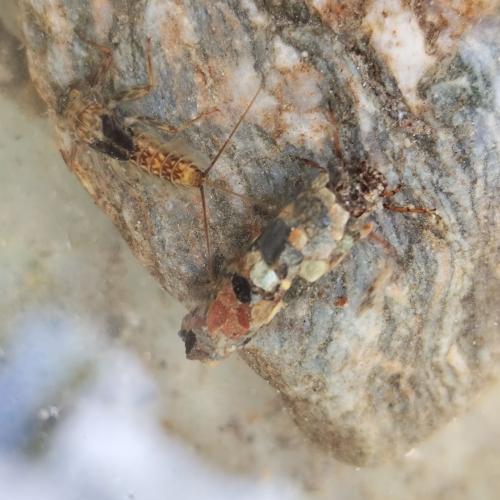 Köcherfliegenlarve und Eintagsfliegenlarve
