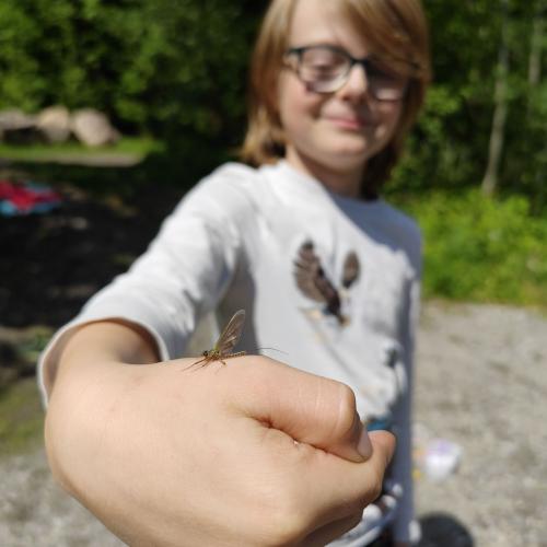 Eintagsfliege