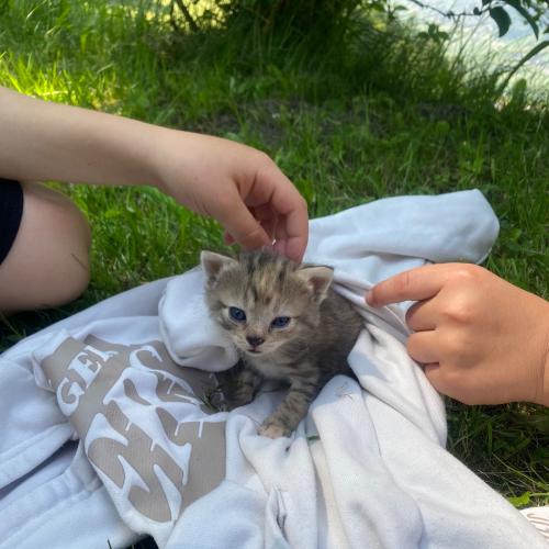 Babykatze